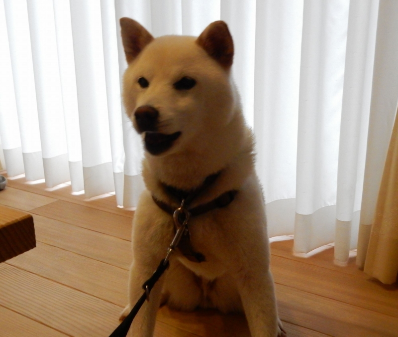 f:id:miyuki1967:20150824111822j:image:w450