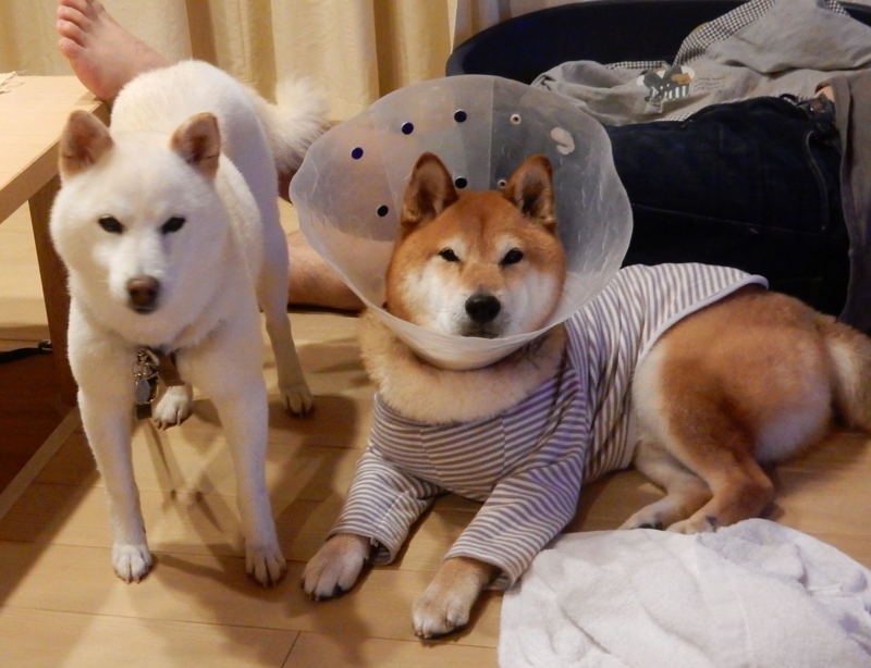 f:id:miyuki1967:20150826110847j:image f:id:miyuki1967:20150826110847j:image