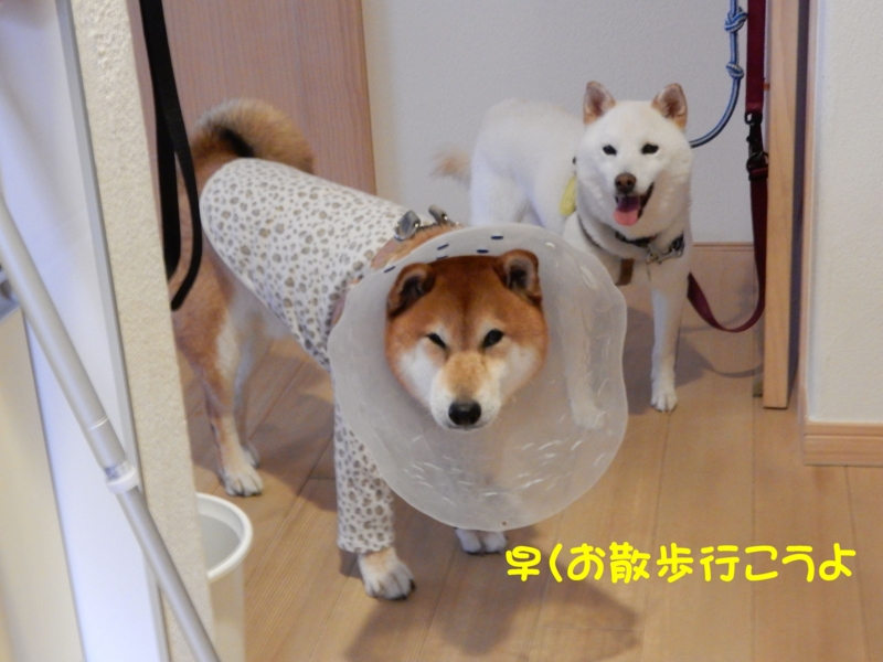 f:id:miyuki1967:20150827114432j:image:w450