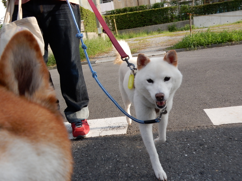 f:id:miyuki1967:20150915103907j:image:w450 f:id:miyuki1967:20150915103907j:image:w450