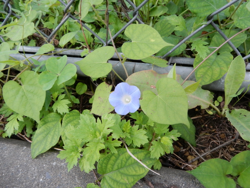 f:id:miyuki1967:20150915104414j:image:w450 f:id:miyuki1967:20150915104414j:image:w450