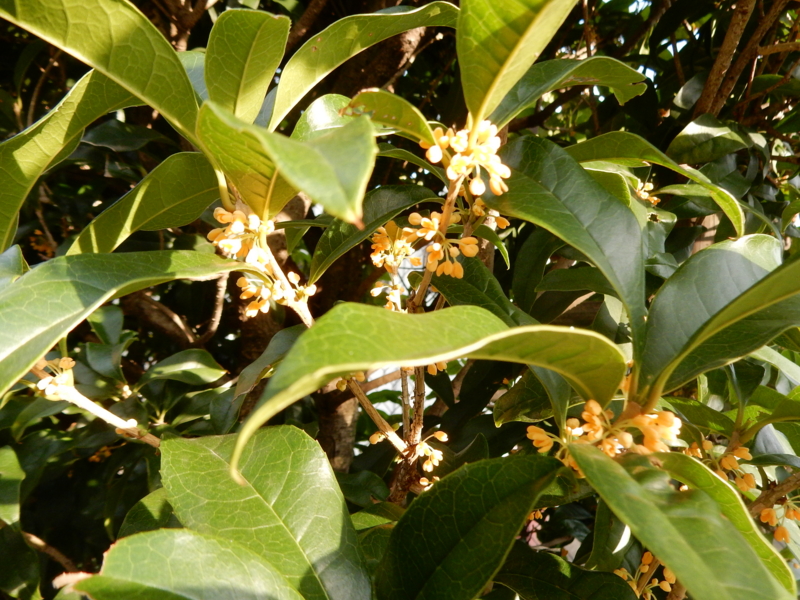 f:id:miyuki1967:20150915104428j:image:w450 f:id:miyuki1967:20150915104428j:image:w450