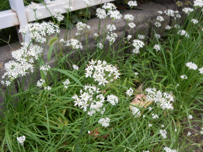 f:id:miyuki1967:20150915104438j:image:w450 f:id:miyuki1967:20150915104438j:image:w450