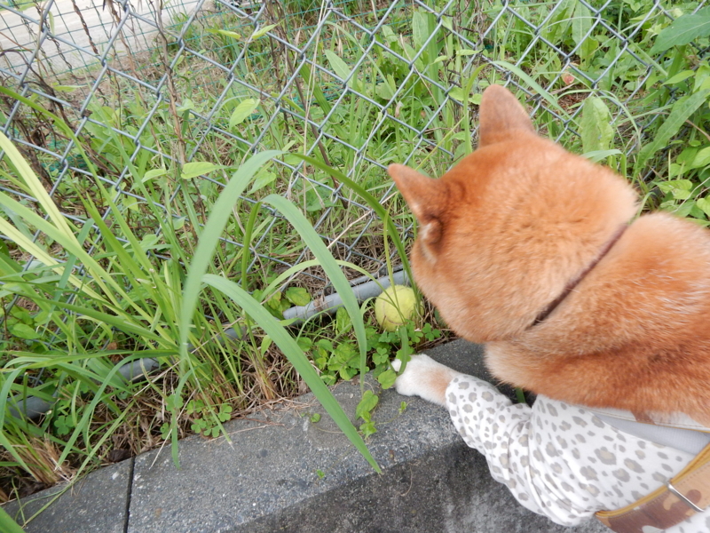 f:id:miyuki1967:20150915104620j:image:w450 f:id:miyuki1967:20150915104620j:image:w450