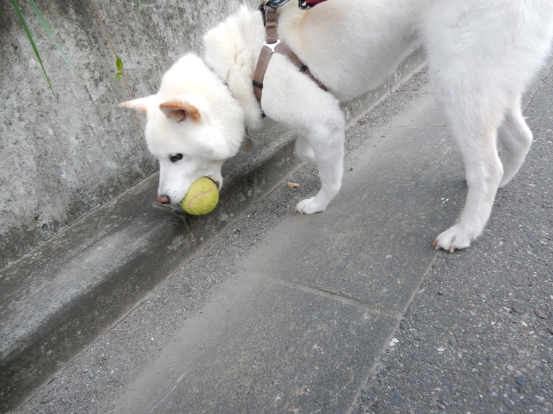 f:id:miyuki1967:20150915104725j:image:w450 f:id:miyuki1967:20150915104725j:image:w450