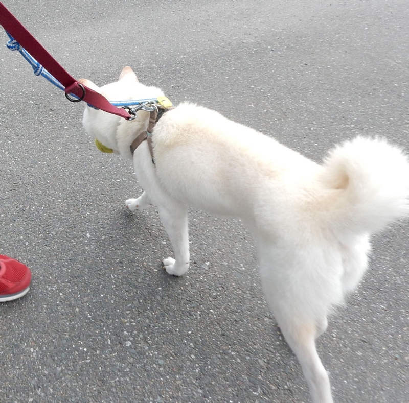 f:id:miyuki1967:20150915105121j:image:w450 f:id:miyuki1967:20150915105121j:image:w450