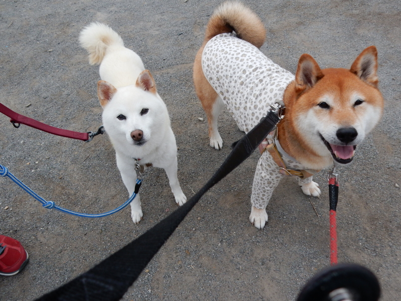 f:id:miyuki1967:20150916113303j:image:w450