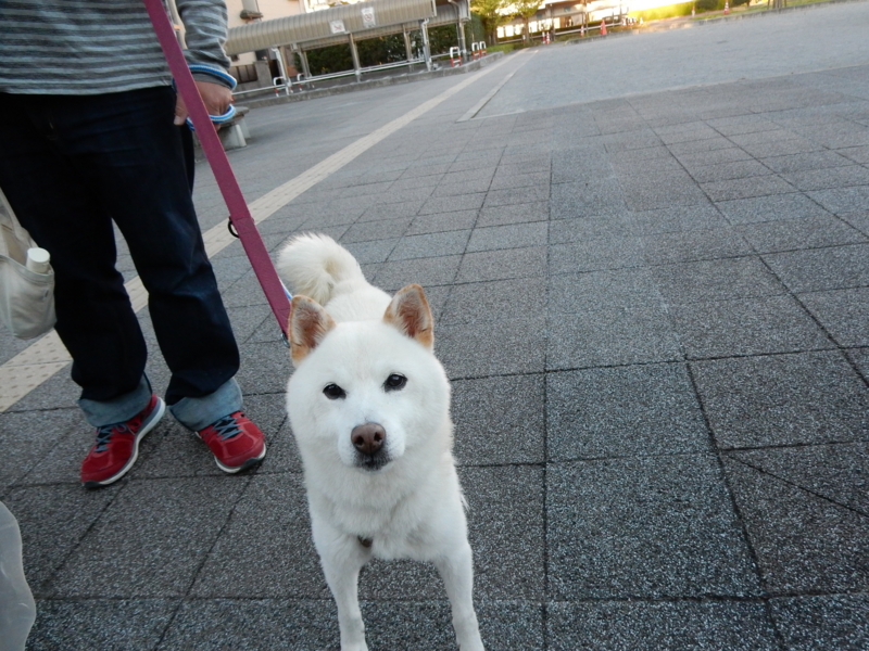f:id:miyuki1967:20151008110754j:image:w450
