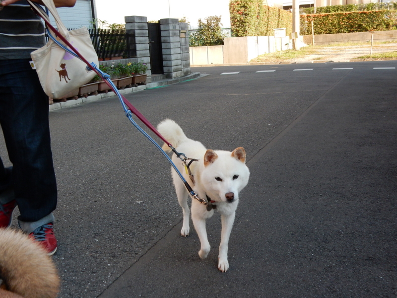 f:id:miyuki1967:20151008111641j:image:w450