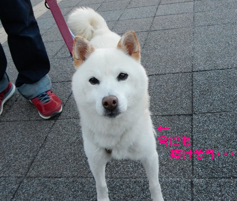 f:id:miyuki1967:20151008112005j:image:w450