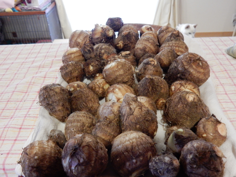 f:id:miyuki1967:20151117110416j:image:w450