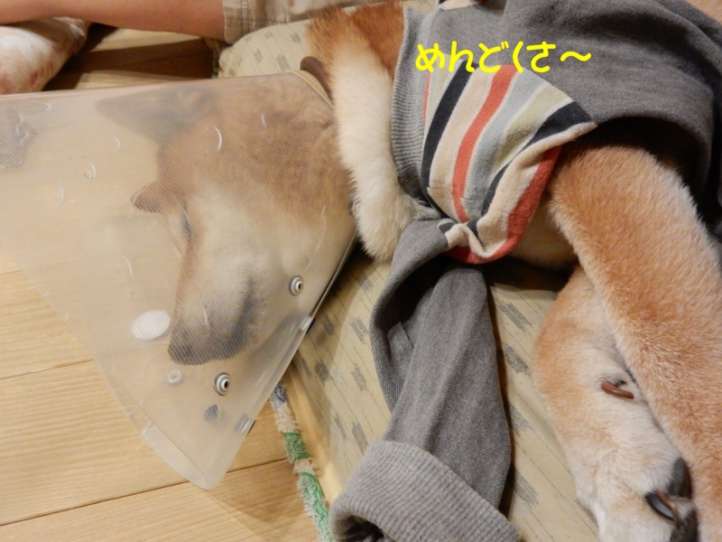 f:id:miyuki1967:20151118101235j:image:w450 f:id:miyuki1967:20151118101235j:image:w450