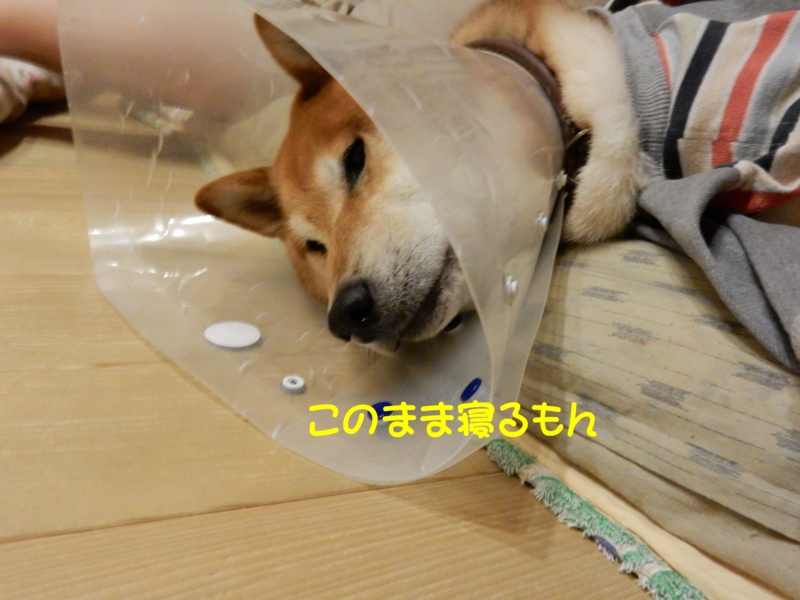 f:id:miyuki1967:20151118101404j:image:w450 f:id:miyuki1967:20151118101404j:image:w450