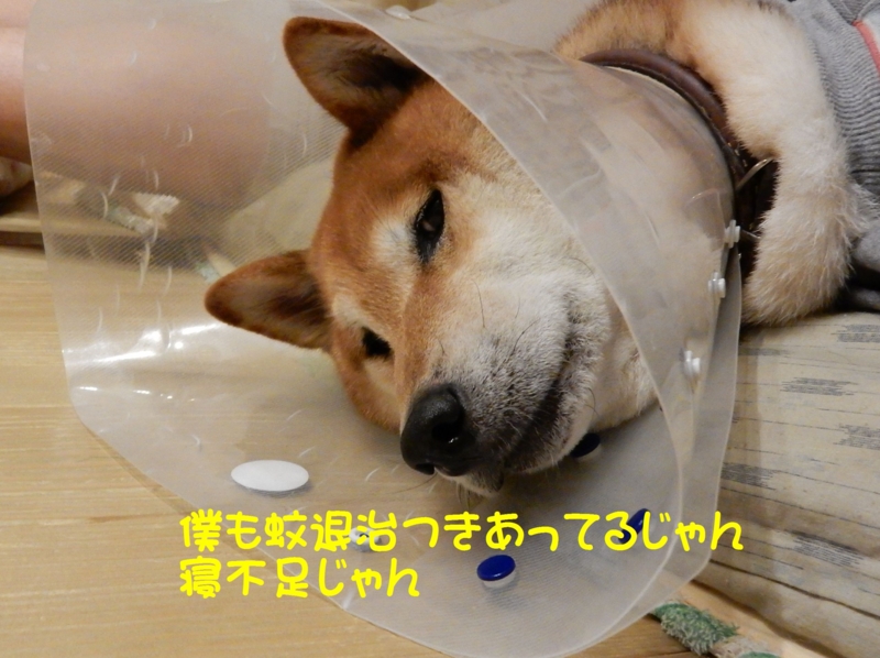 f:id:miyuki1967:20151118102638j:image:w450 f:id:miyuki1967:20151118102638j:image:w450