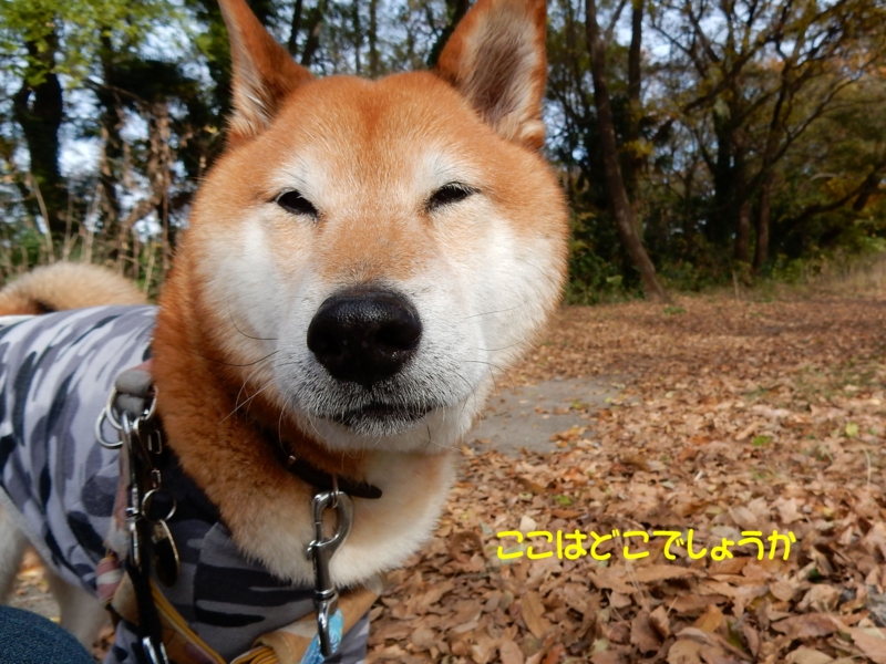 f:id:miyuki1967:20151209113624j:image:w450