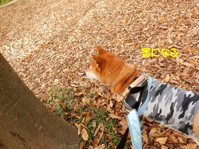 f:id:miyuki1967:20151209114123j:image:w450