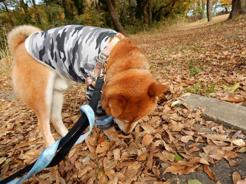 f:id:miyuki1967:20151209114143j:image:w450