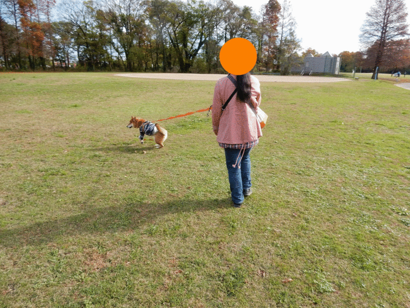 f:id:miyuki1967:20151209115301g:image:w450