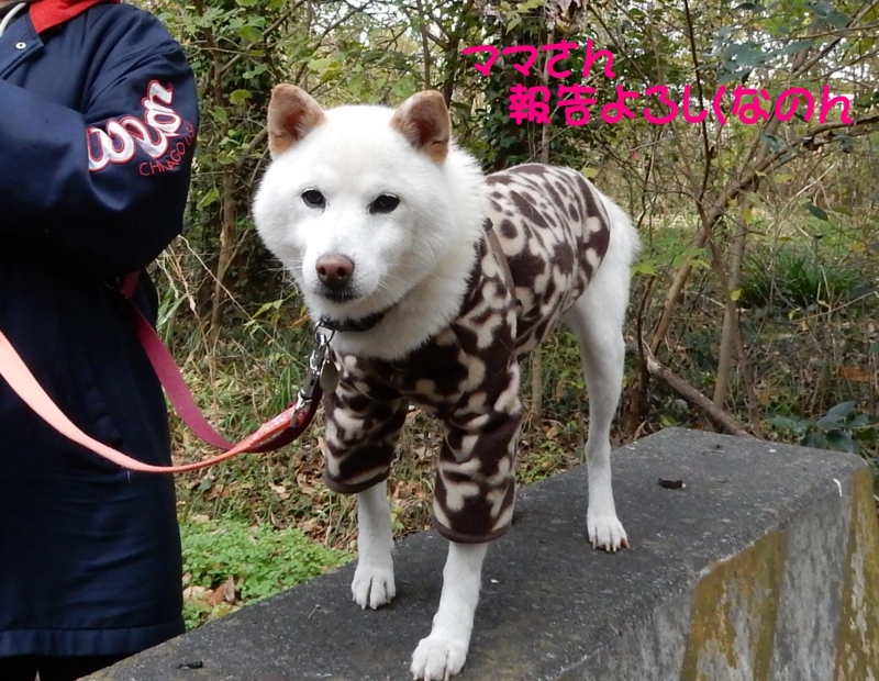f:id:miyuki1967:20151209115801j:image:w450
