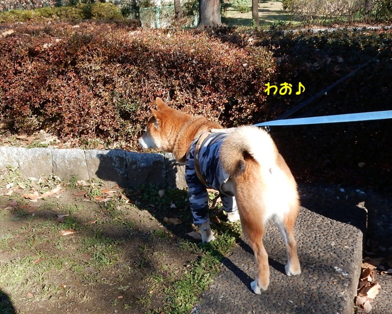 f:id:miyuki1967:20160109103840j:image:w450