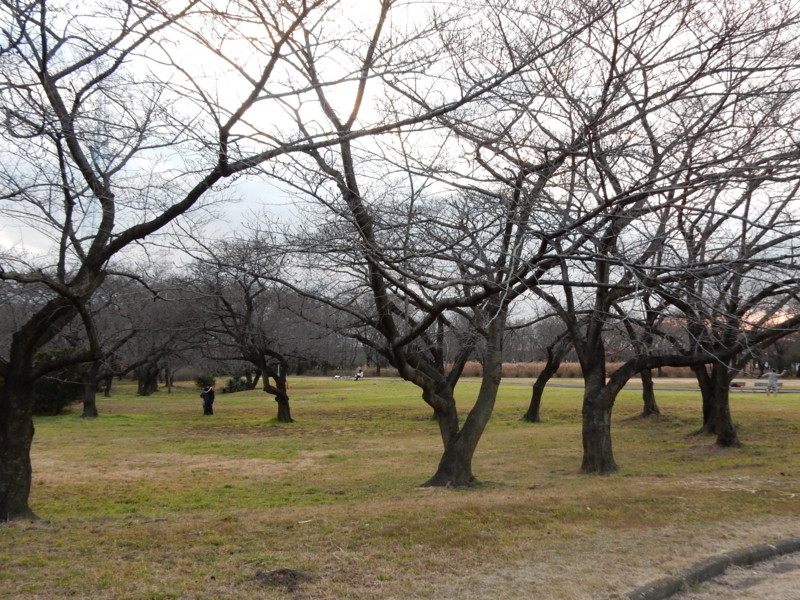 f:id:miyuki1967:20160115105023j:image:w450