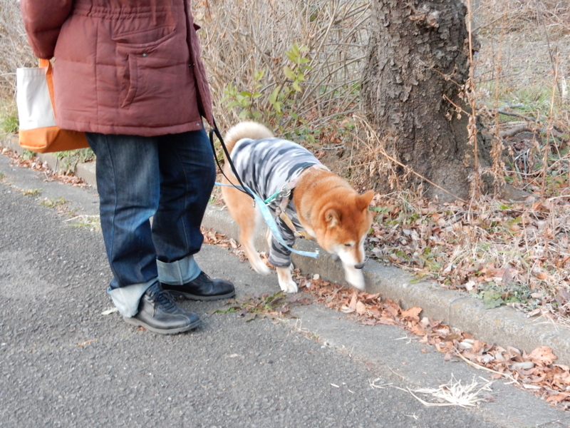 f:id:miyuki1967:20160115105335j:image:w450