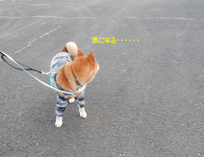 f:id:miyuki1967:20160115110339j:image:w450