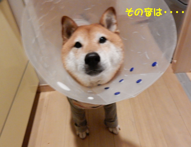 f:id:miyuki1967:20160119104621j:image:w450