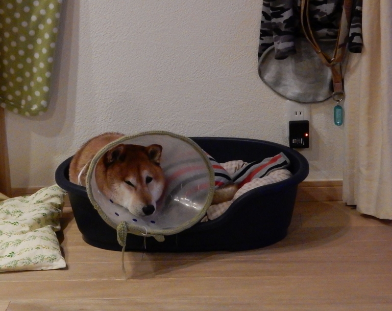 f:id:miyuki1967:20160126113013j:image:w450