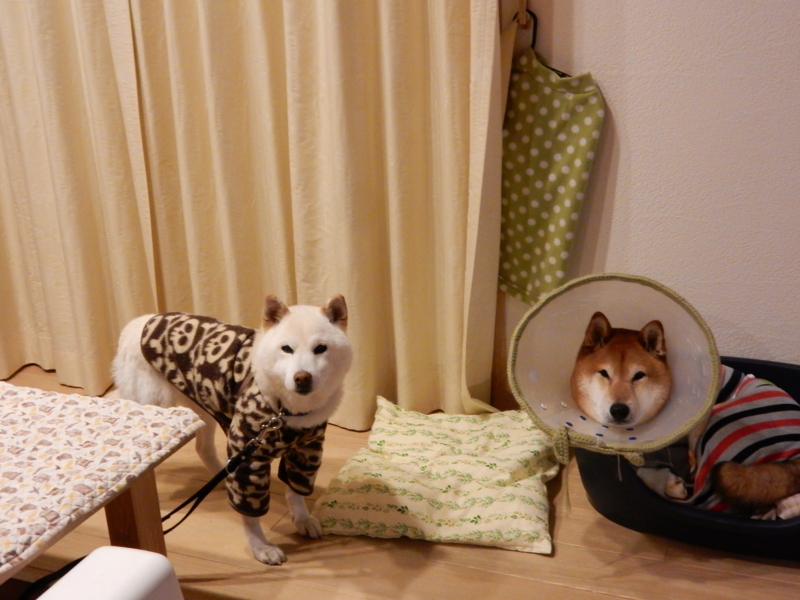 f:id:miyuki1967:20160126113326j:image:w450