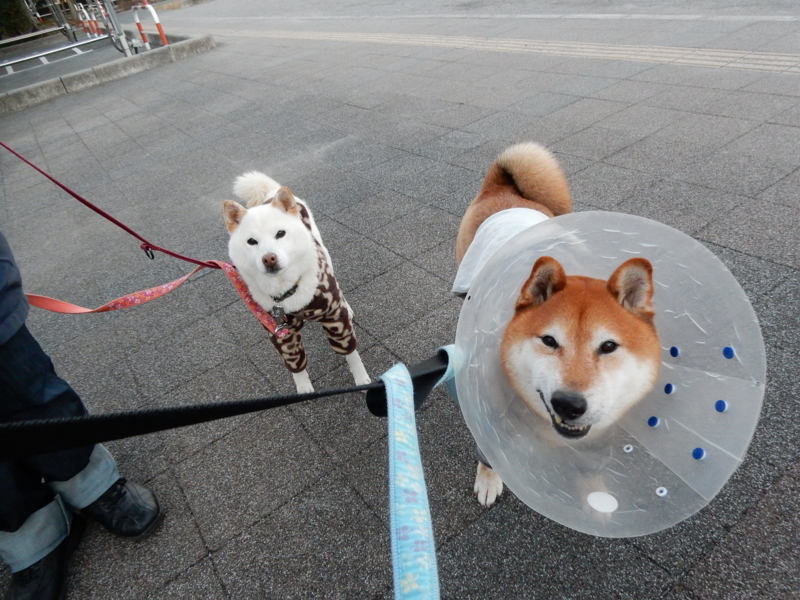 f:id:miyuki1967:20160126113542j:image:w450