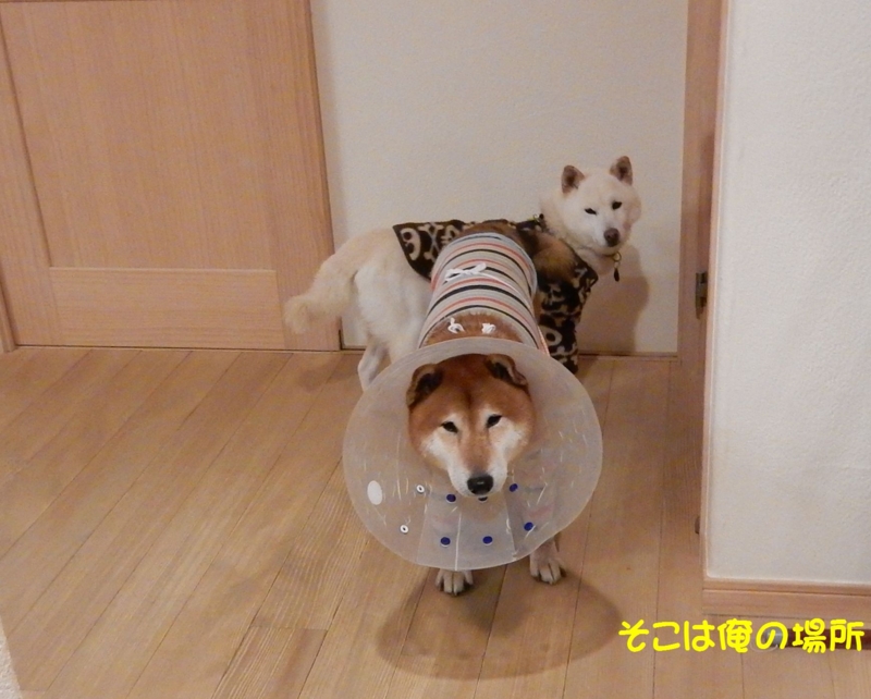 f:id:miyuki1967:20160127103545j:image:w450