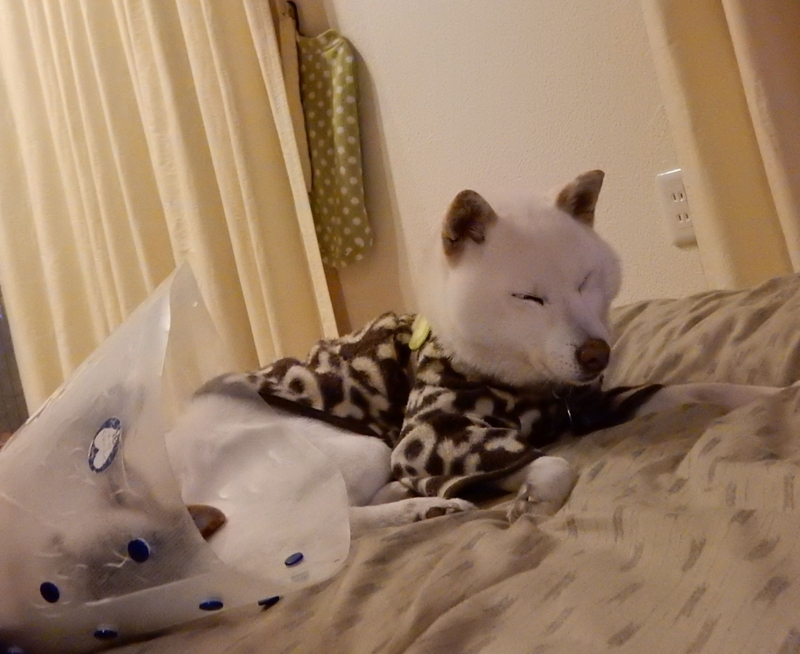 f:id:miyuki1967:20160129114226j:image:w450