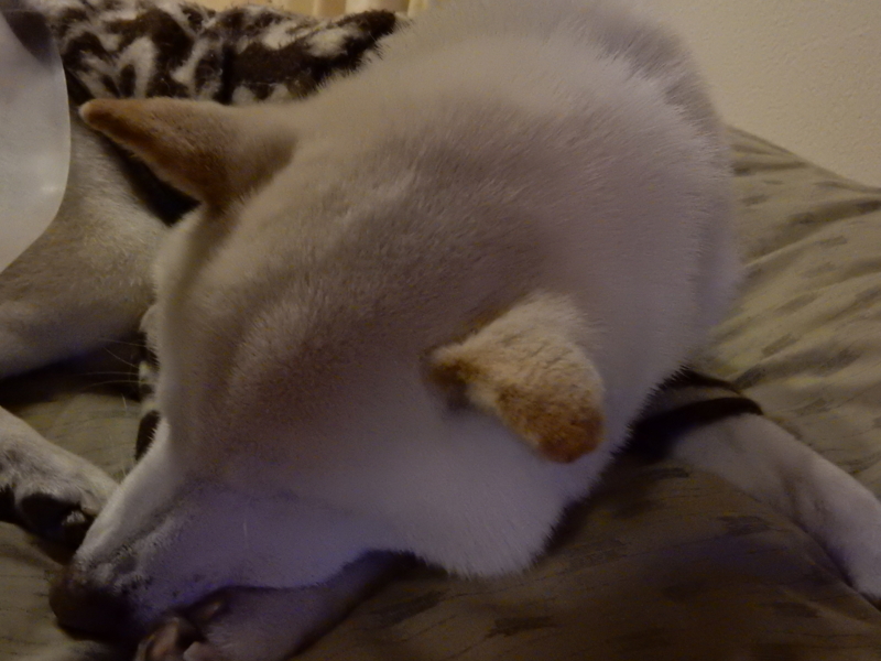 f:id:miyuki1967:20160129115200j:image:w450