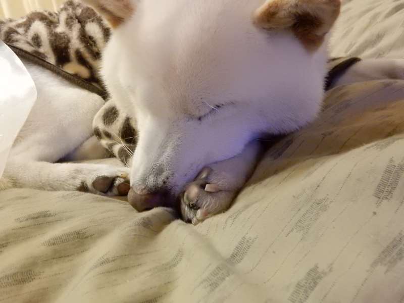 f:id:miyuki1967:20160129115240j:image:w450