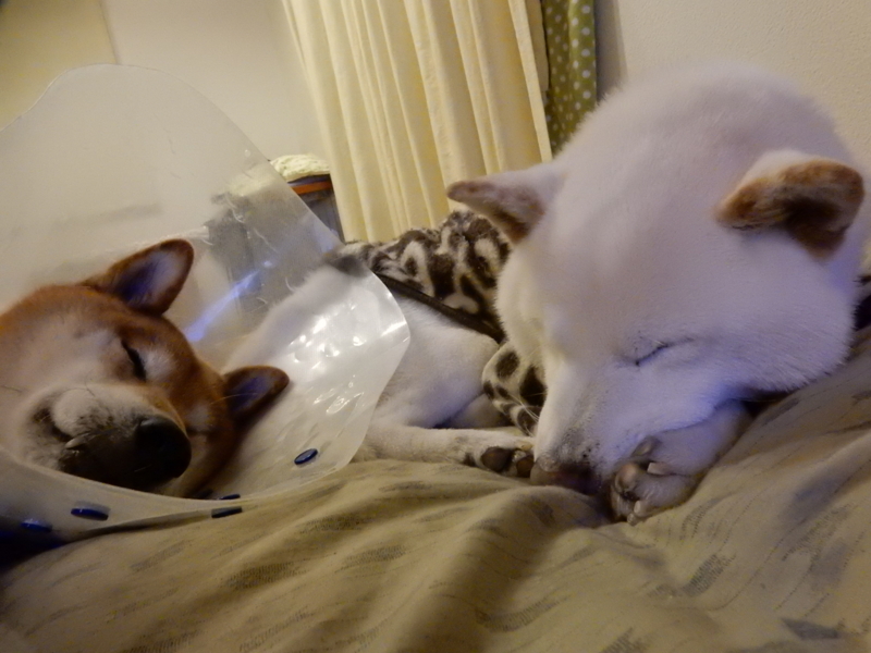 f:id:miyuki1967:20160129115253j:image:w450