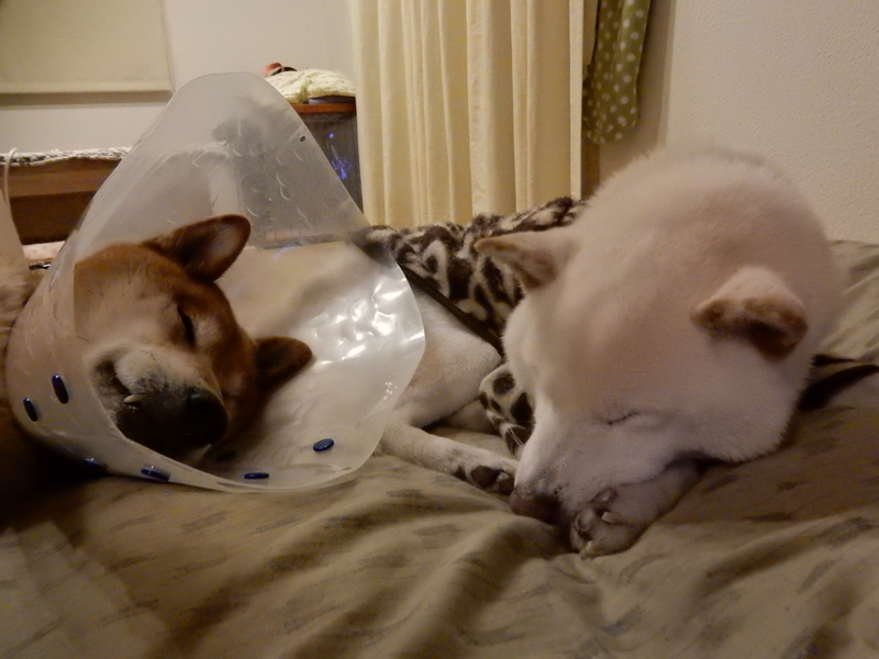 f:id:miyuki1967:20160129115307j:image:w450