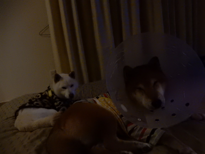 f:id:miyuki1967:20160129115323j:image:w450