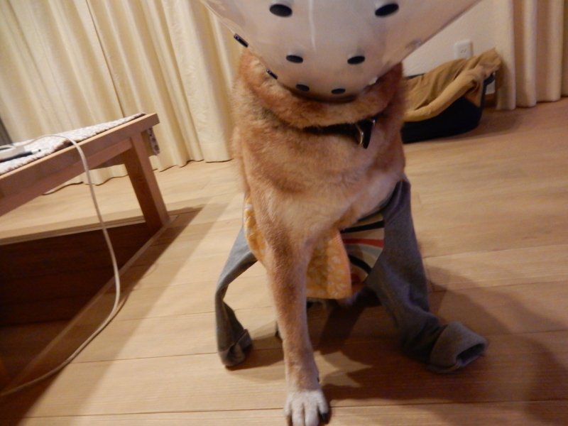 f:id:miyuki1967:20160219094224j:image:w450 f:id:miyuki1967:20160219094224j:image:w450