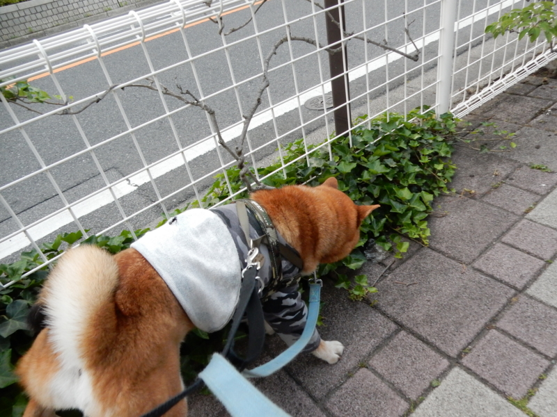 f:id:miyuki1967:20160531114856j:image:w450