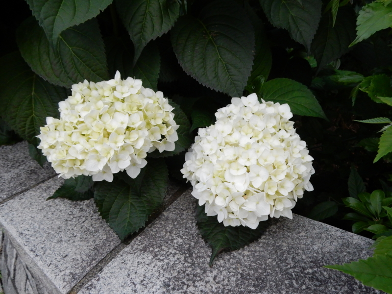 f:id:miyuki1967:20160531114857j:image:w450