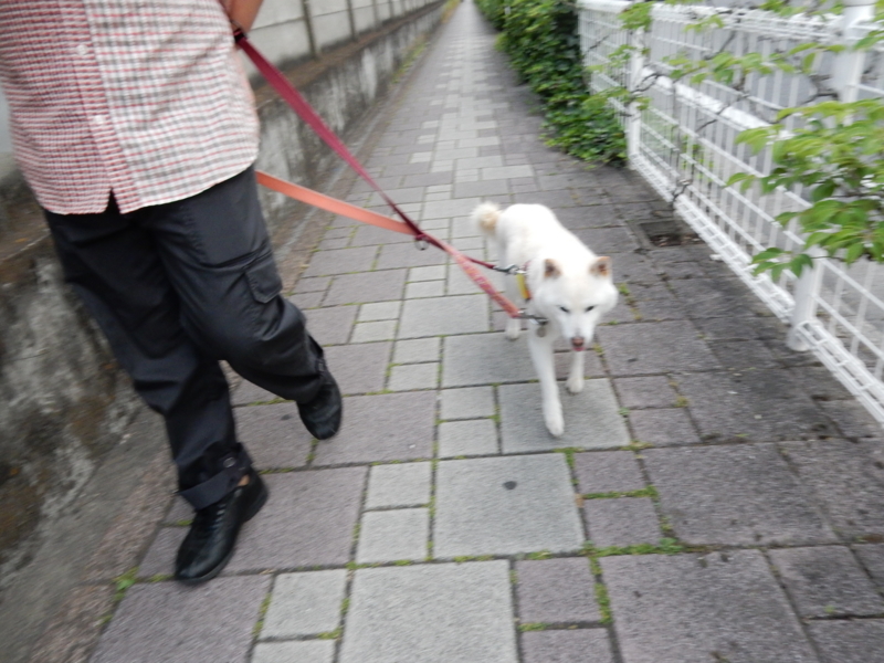 f:id:miyuki1967:20160531114904j:image:w450