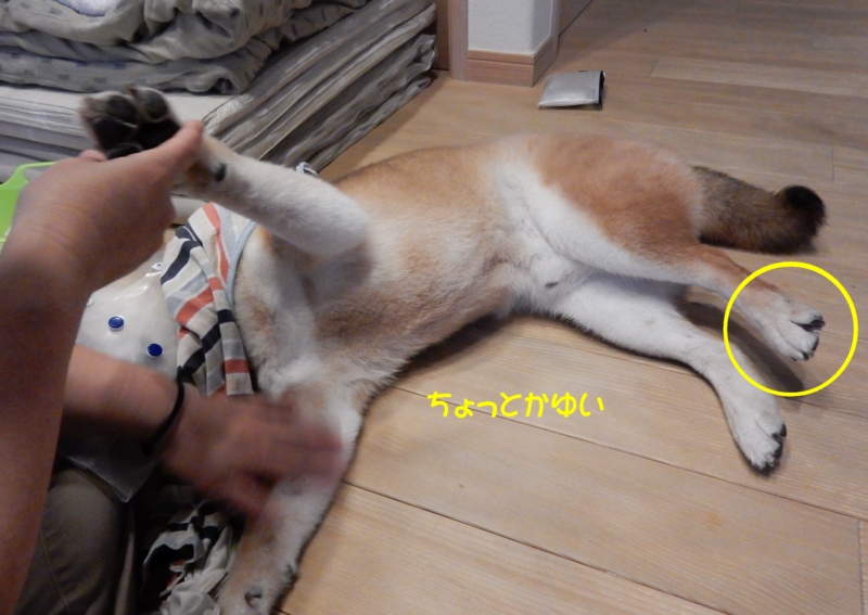 f:id:miyuki1967:20160609111024j:image:w450 f:id:miyuki1967:20160609111024j:image:w450