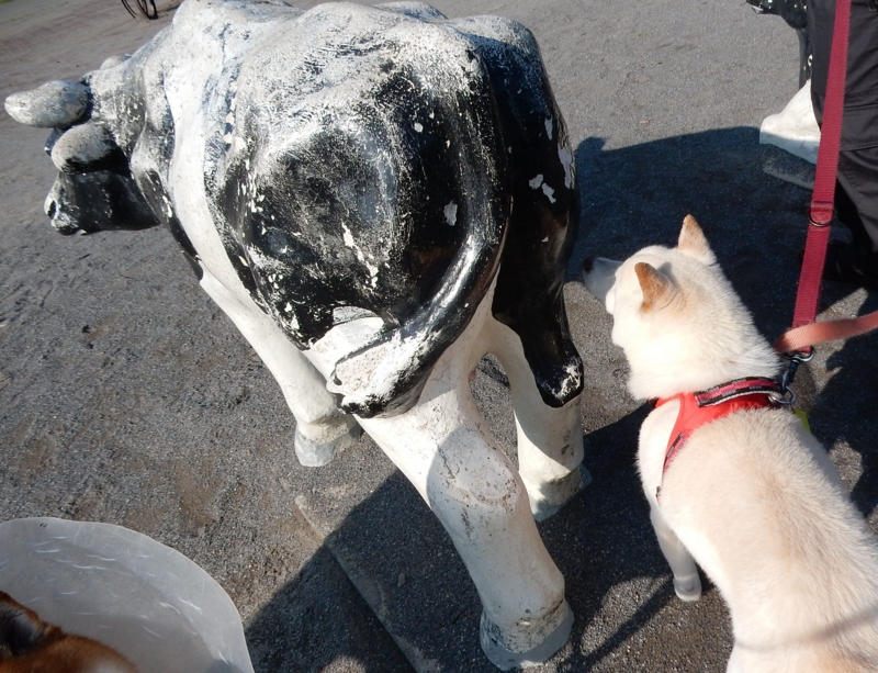 f:id:miyuki1967:20160621113329j:image:w450