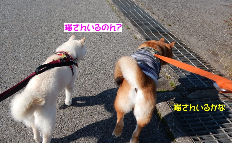 f:id:miyuki1967:20160621113330j:image:w450