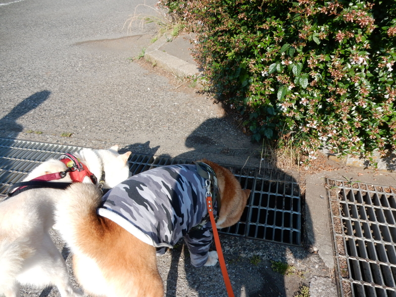 f:id:miyuki1967:20160621113331j:image:w450