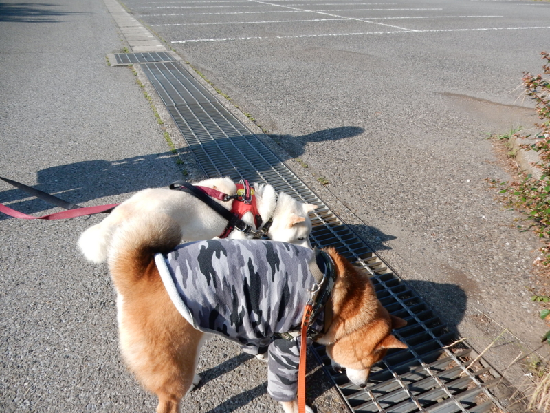 f:id:miyuki1967:20160621113333j:image:w450