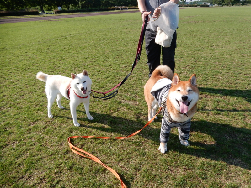 f:id:miyuki1967:20160621113334j:image:w450