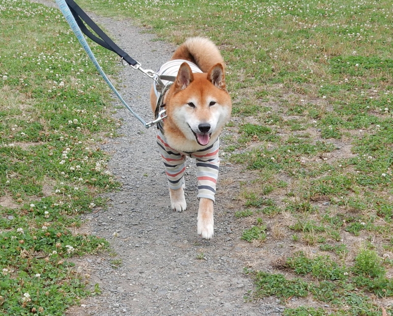 f:id:miyuki1967:20160622112434j:image:w450