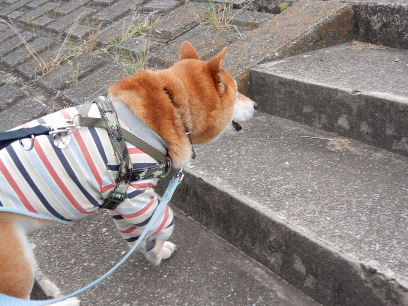 f:id:miyuki1967:20160622112435j:image:w450